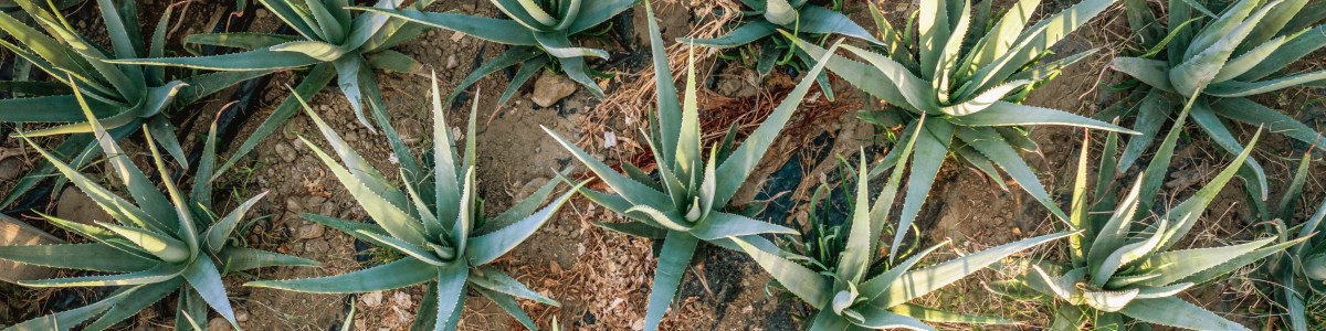 L'Aloe vera, une plante aux multiples vertus