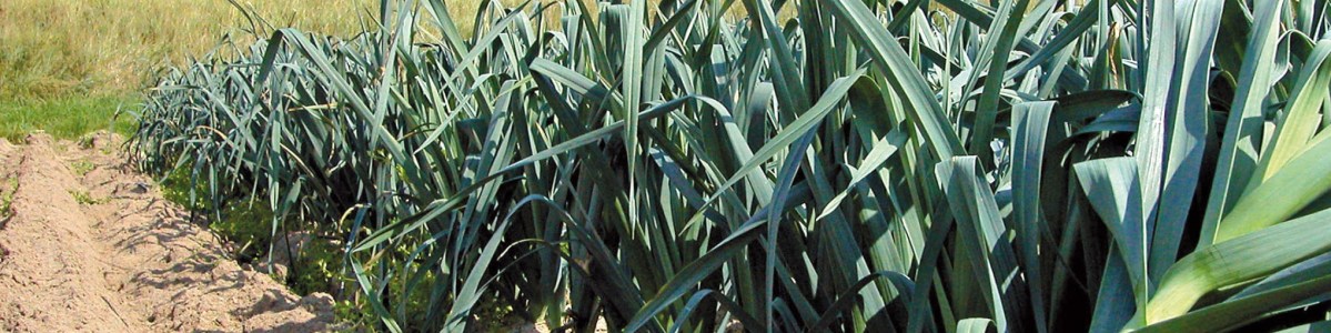 Le poireau, un légume polyvalent