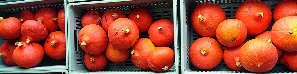 Hot water treatment for pumpkin disinfection after harvest 