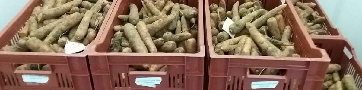 Maintien de la qualité des carottes de conservation en chambre froide 