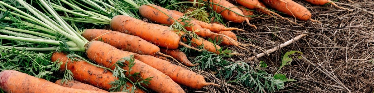 Qualité des carottes : effet de la variété et de l'environnement 