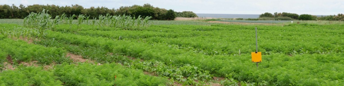 Mouche de la carotte, des leviers agroécologiques au banc d'essai 