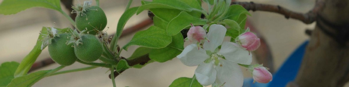 Changement climatique et dormance du pommier : un réveil perturbé 