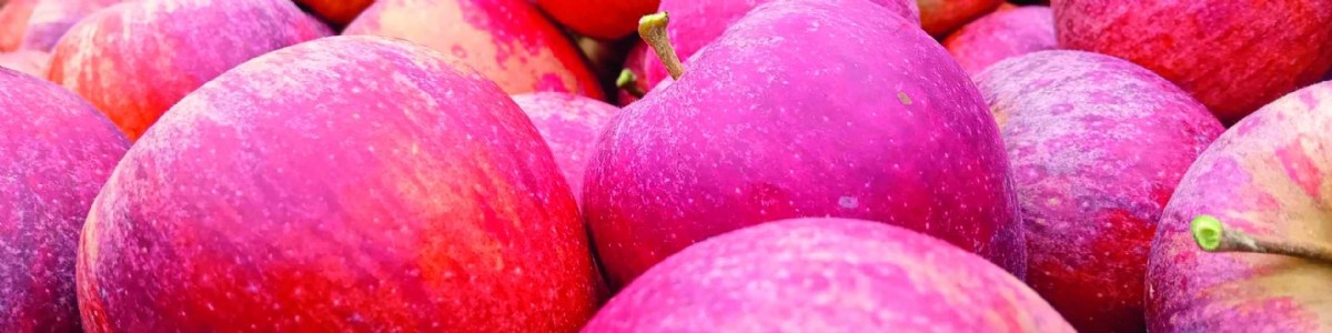 Impact de la restriction d'irrigation sur la maturité à la récolte et la conservation des pommes 