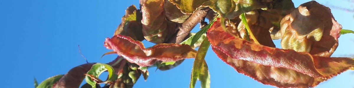 Peach leaf curl and variety susceptibility to the peach leaf curl, report of a 10 year evaluation 