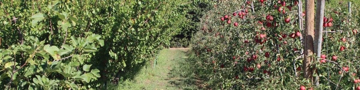 Vergers agroécologiques diversifiés très bas intrants phytosanitaires 