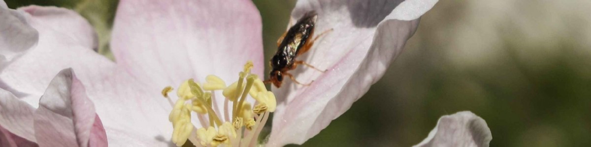 Élaboration de stratégies de protection contre l'hoplocampe du pommier 