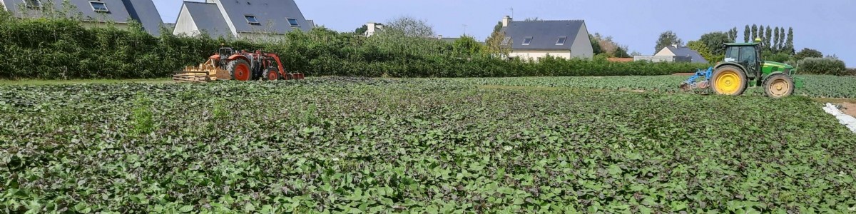 Patate douce : de la production en Bretagne à la conservation 