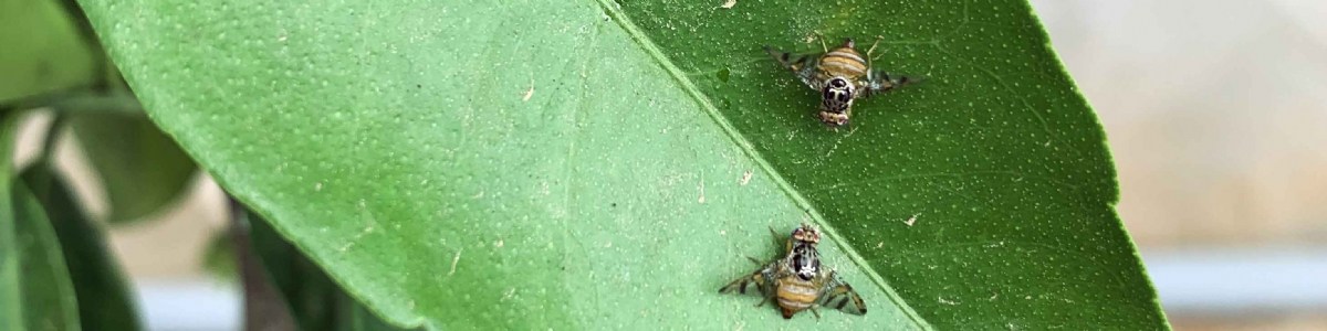 La technique de l'insecte stérile pour contrôler la cératite en Corse 