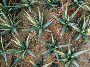 L'Aloe vera, une plante aux multiples vertus