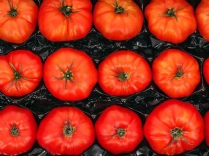 Projet FreshQualiTom, la qualité des tomates préservée dans les circuits logistiques 