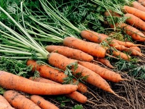 Qualité des carottes : effet de la variété et de l'environnement 