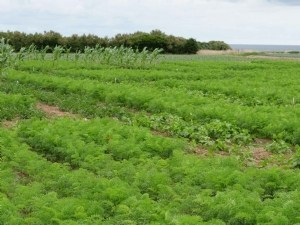 Mouche de la carotte, des leviers agroécologiques au banc d'essai 