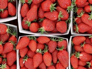 Impact du stade de maturité sur la qualité de la fraise Gariguette 