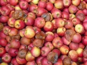 Lutte contre les maladies de conservation des pommes 
