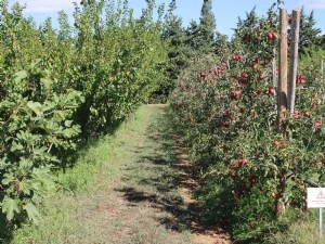 Vergers agroécologiques diversifiés très bas intrants phytosanitaires 