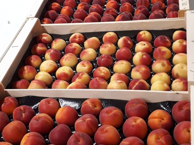 Evaluation des nouvelles variétés d'abricot 