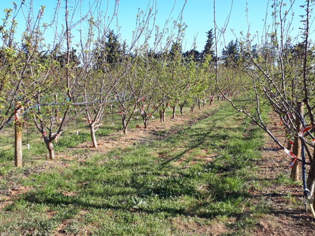 Evaluer la sensibilité des variétés d'abricot aux principaux bio-agresseurs