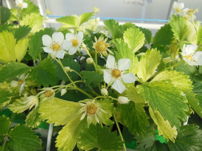 Etude des symptômes de panachure sur plants de fraisier