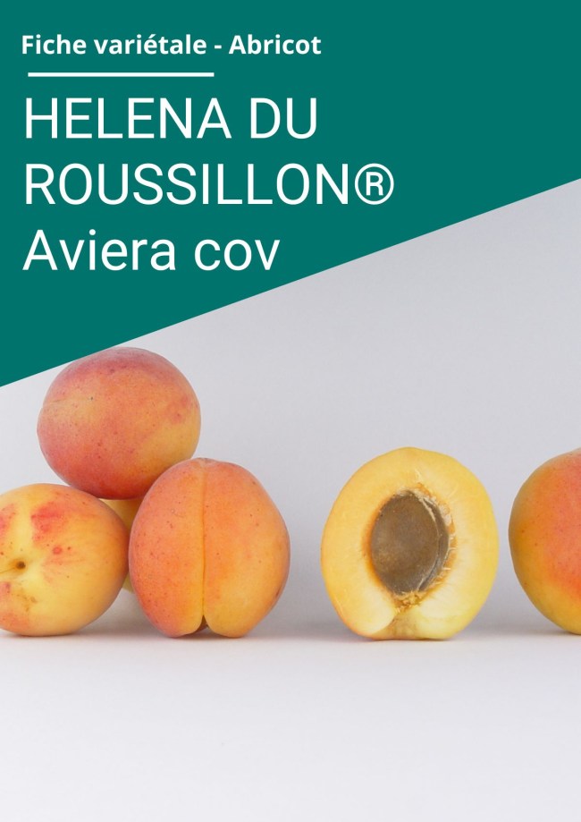 Fiche variétale Abricot - HELENA DU ROUSSILLON® Aviera (cov) 