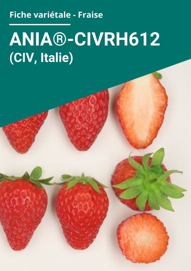 Fiche variétale Fraise - Ania®-CIVRH612(CIV, Italie) hors sol à froid