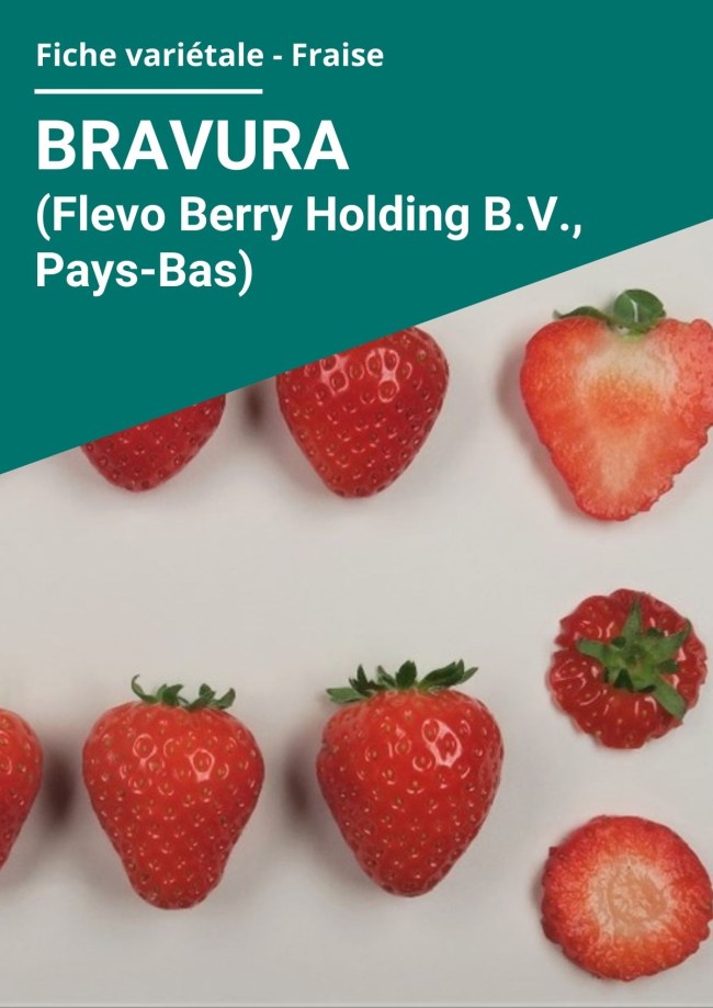 Fiche variétale Fraise - Bravura (Flevo Berry Holding B.V., Pays-Bas) hors sol chauffé
