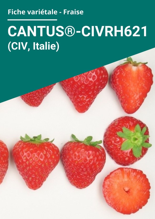 Fiche variétale Fraise - Cantus®-CIVRH621 (CIV, Italie) hors sol à froid