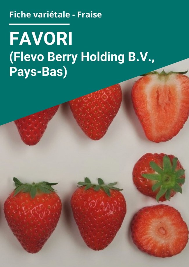Fiche variétale Fraise - Favori (Flevo Berry Holding B.V., Pays-Bas) hors sol à froid