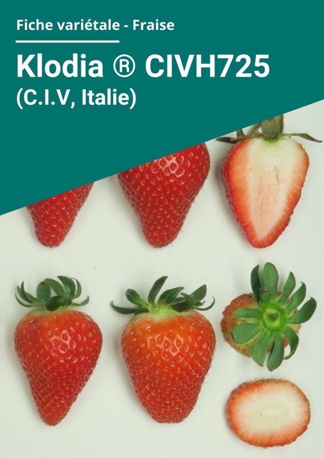 Fiche variétale Fraise - Klodia ® CIVH725 (C.I.V, Italie) hors sol chauffé