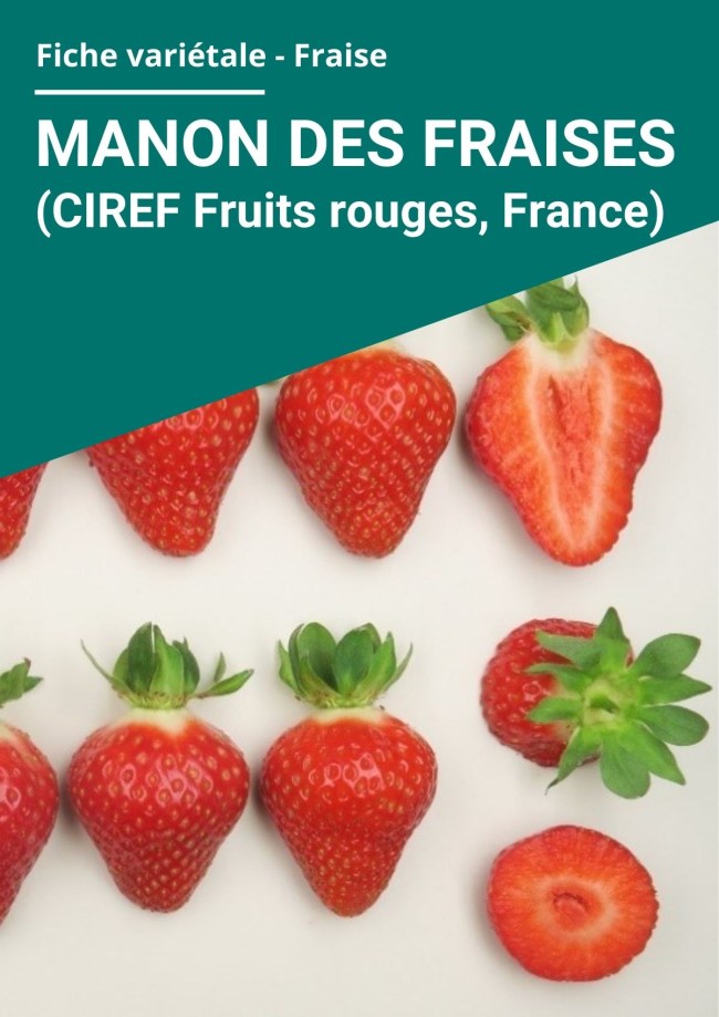 Fiche variétale Fraise - Manon des Fraises (CIREF Fruits rouges, France) hors sol à froid