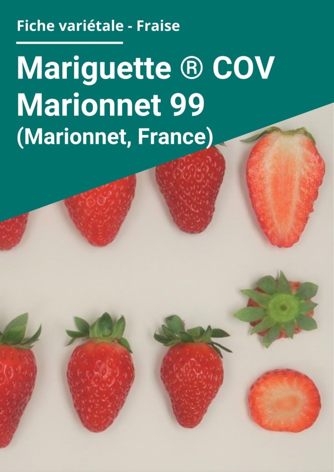 Fiche variétale Fraise - Mariguette ® COV Marionnet 99 (Marionnet, France) hors sol à froid