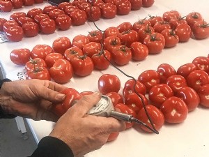 Une offre variétale de tomate grappe pour le coeur de gamme 