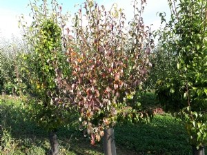 Comprendre les maladies à phytoplasmes pour mieux surveiller et gérer les vergers 