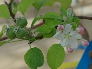 Changement climatique et dormance du pommier : un réveil perturbé 