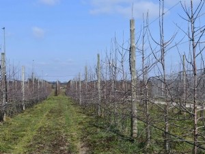 Porte-greffe du pommier, des nouvelles sélections prennent racine 