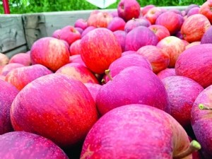 Impact de la restriction d'irrigation sur la maturité à la récolte et la conservation des pommes 