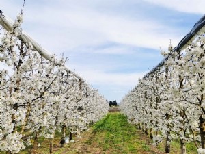 Une gamme de filets anti-insecte monorang contre  Drosophila suzukii  qui s'étoffe 