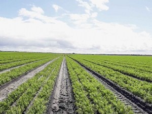 Gestion de la flore adventice dans les cultures de fruits et légumes frais 