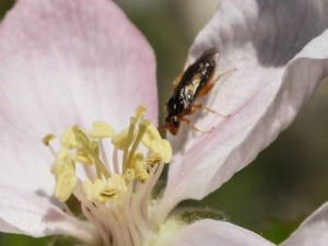 Élaboration de stratégies de protection contre l'hoplocampe du pommier 