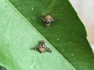 La technique de l'insecte stérile pour contrôler la cératite en Corse 