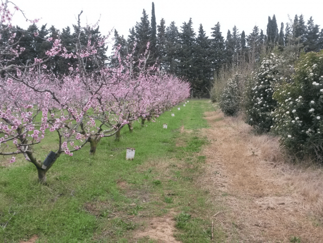 Outil de dialogue pour le développement de solutions de production arboricoles durables - ODACE