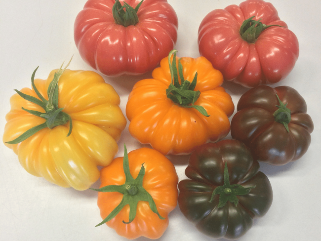 Caractérisation des nouvelles variétés de tomate 