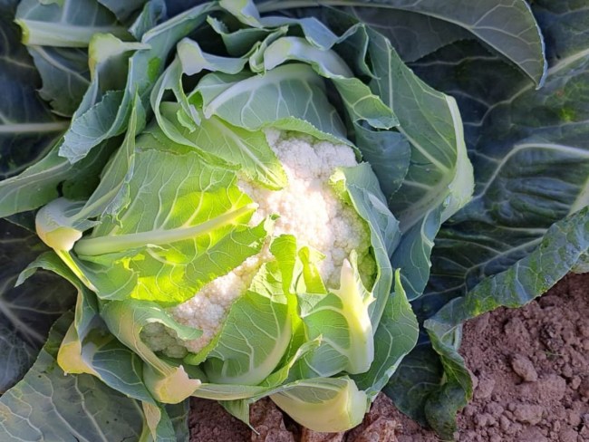 SEMAPHORE - Réseaux participatifs démultiplicateurs de variétés économes en intrants phytosanitaires