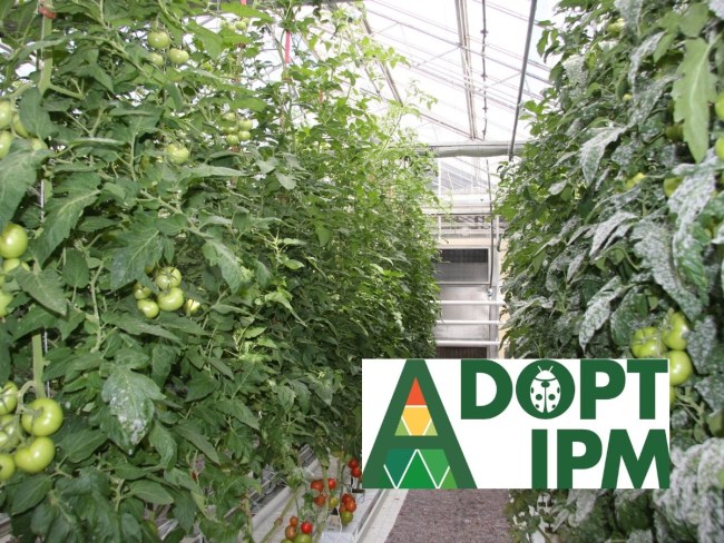 Développement et adoption des outils de protection biologique intégrée - ADOPT-IPM