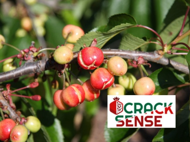 CrackSense - Sensing solution for fruit cracking mitigation
