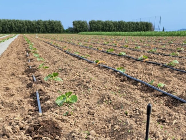 IRRIBZH - Gestion et pilotage des besoins hydriques en maraîchage AB sur la zone légumière