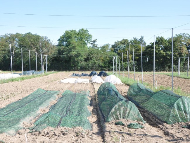 PROTECT’EAU - Protéger les cultures légumières pour réduire l'évapotranspiration et l'irrigation