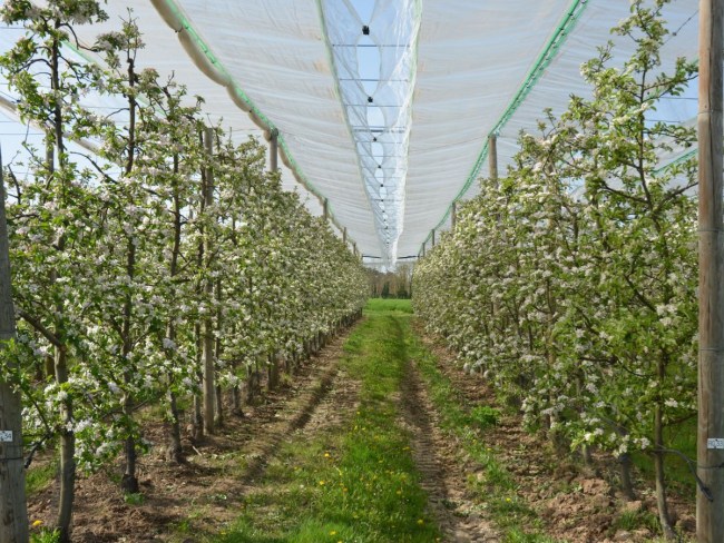 Stockage de carbone pour les filières fruits et légumes