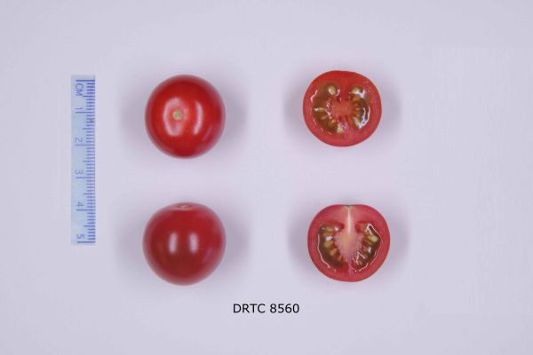 Figure 1 : Tomates cerises DRTC8560 (De Ruiter)