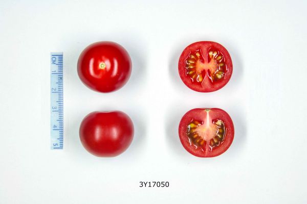 Figure 2 : Tomates cerises 3Y17050 (Syngenta)